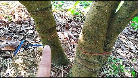 Hướng dẫn khoanh cây vải nhỏ không chết cây ra hoa đều