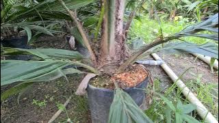 Update on PPKS Yangambi Trip 2 Seedling Nursery on 10/02/2021 || The seedlings are now 10.5 month...