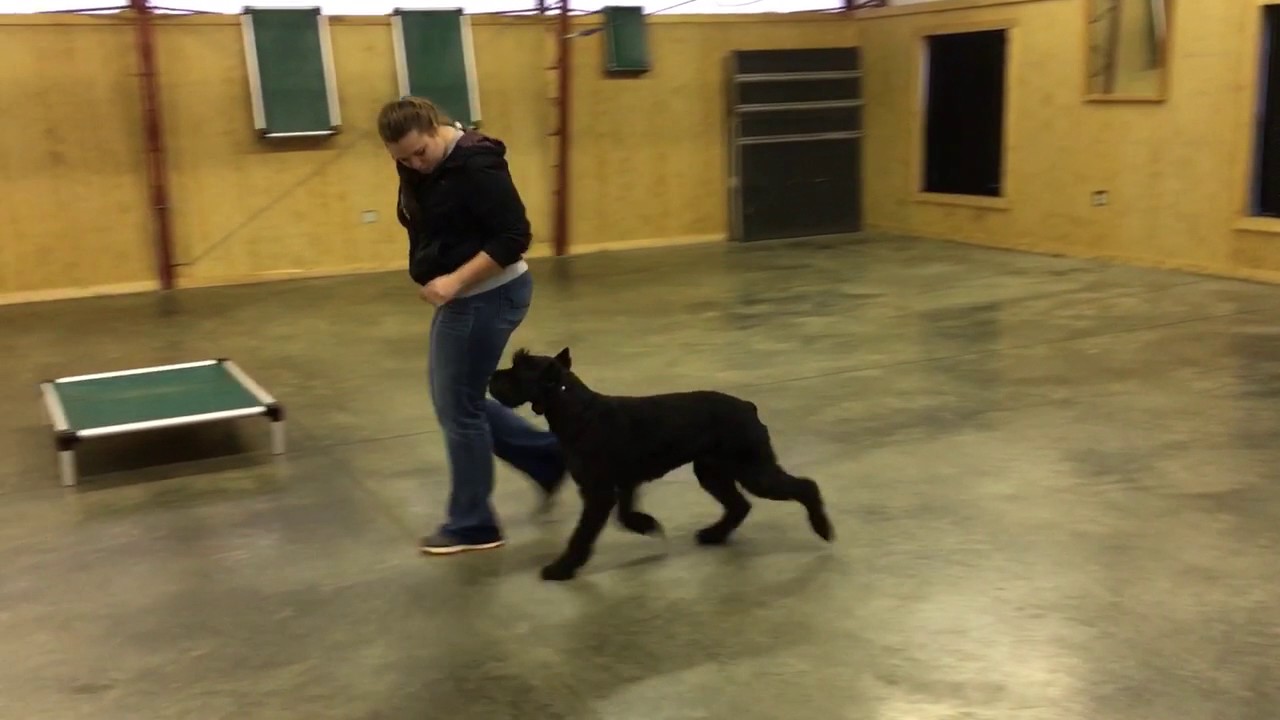 camera iphone 8 plus apk Giant Schnauzer Female 