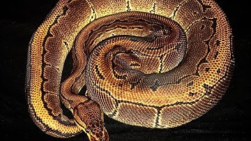 Ball python feeding compilation!