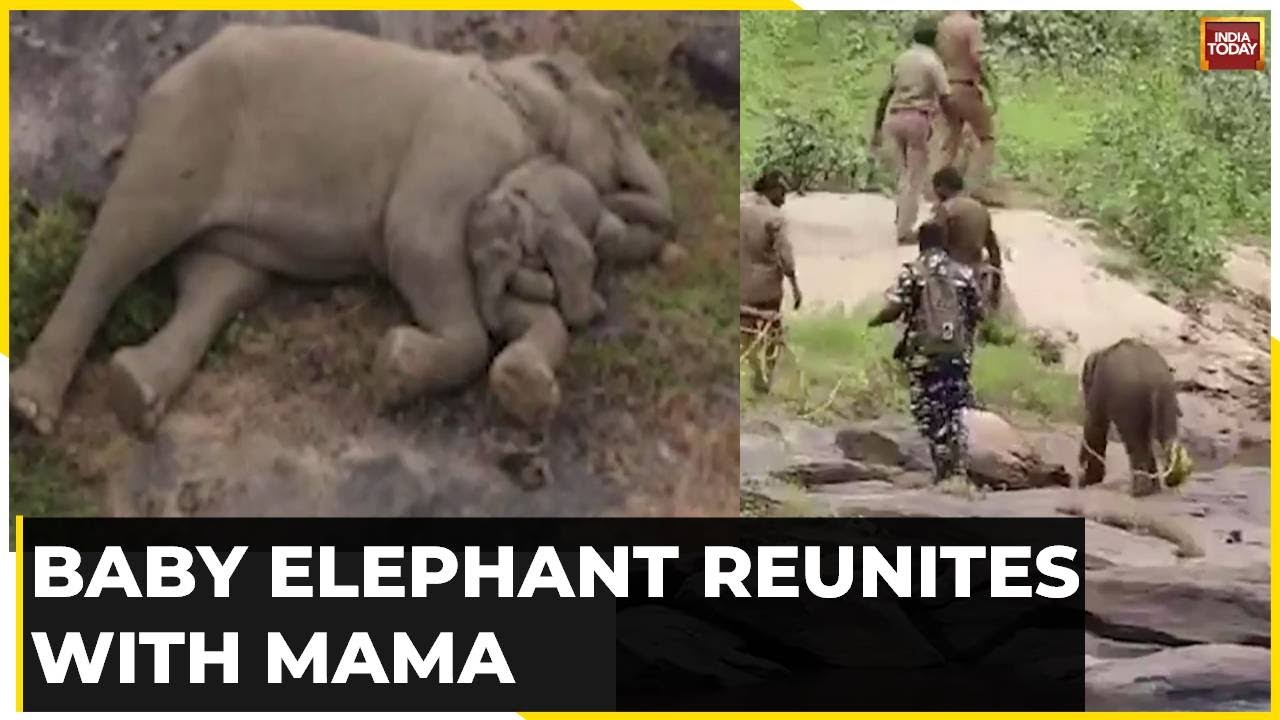 Remember The Lost Baby Elephant From Tamil Nadu? Its New Pic Will Melt Your Heart