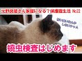 保護36日 　蟯虫検査はじめます！【保護猫生活 シャムさん編 №22】＃430