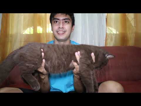 Video: Nangungunang 5 Mga Tip Para Sa Isang Malusog Na Pusa