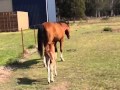 Cute lost foal