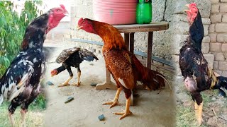 Aseel Roosters Crowing _ Compilation | Rooster Crowing _ Compilation Plus Sound Effects |Murga Sound