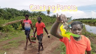 Catching Parrots And This Happen How to Catch Parrots (Beze Hunting)