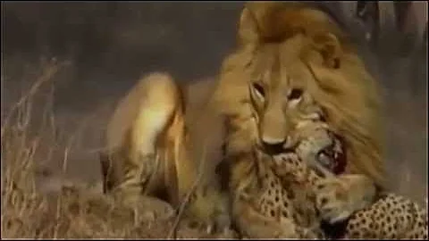 TİGER KİLLS LEOPARD ►► Real Fight to Death Lion Cheetah, Dog vs Bear Wild Boar Crocodile Wolf Jaguar