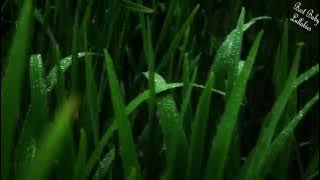 👶😴8 JAM Suara Hujan Untuk Tidur Lagu Pengantar Tidur Bayi Lagu Pengantar Tidur Bayi HUJAN GUNTUR