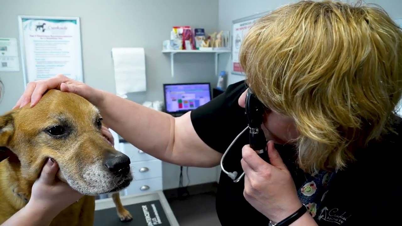 Creekside Animal Hospital, West Lafayette, IN