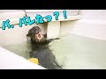 我慢できなくて勝手にお風呂に入っちゃうカワウソ！自粛期間で暇な動物達