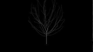 Renderman - Space Colonization Tree