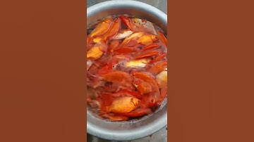 Cá chép vàng phục vụ ngày ông công ông táo đây ae thích alô mình 0976677808