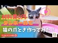 【猫の爪とぎDIY】材料費0円ダンボールで猫の爪とぎ作ってみた！