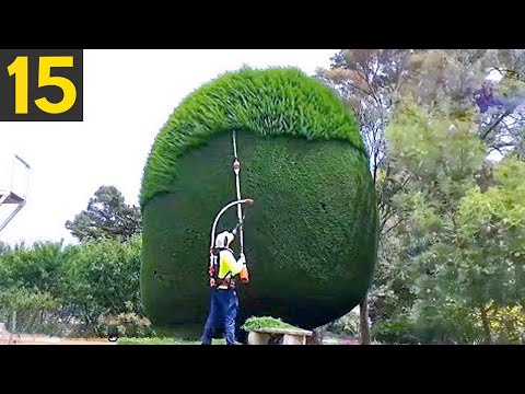 15 AMAZING Hedges and Landscaping Work