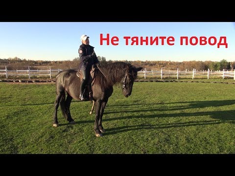 Почему нельзя тянуть повод