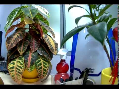 Кротон оживает Кротон оживает