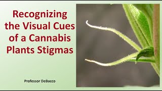 Recognizing the Visual Cues of a Cannabis Plants Stigmas