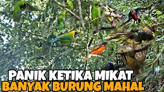 NGAK BAKAL RUGI KALAU MIKAT PAS DI TEMPAT BURUNG BURUNG MAHAL