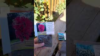#РукоделиеотГалины Многолетние цветы Камелия, гортензия посадка их