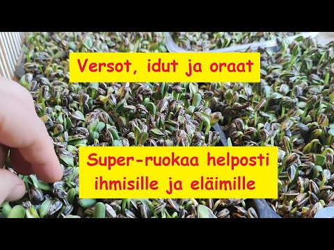 Video: Mitä ruokaa voi kasvattaa talvella?