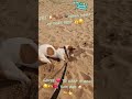#JRT🐶🐾#energy 🐕mornings🌄#keeping it real🐶🐾👍😊 💯