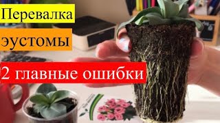 Перевалка эустомы. Эустоме  1,5 месяца и 3 дня. Без стимуляторов роста!