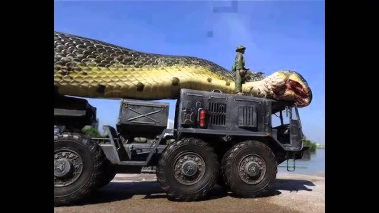 Самые большие змеи в мире видео