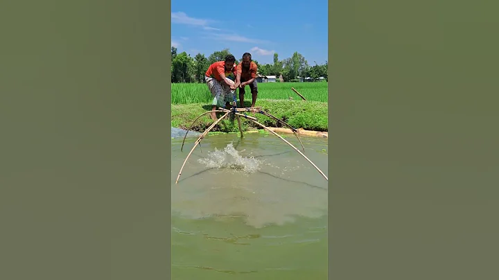 A lot of big fish came in the net.  #shorts #trending #funny #comedy