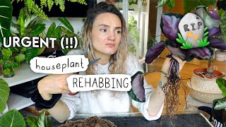 Saving DYING Plants + BBC Gardeners' World Growth Comparison 🌱