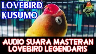 Audio Suara Masteran Lovebird Legendaris Ki Kusumo Ngekek Panjang