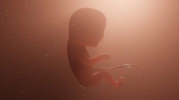 Sperm and egg fertilization - VR 360° Video