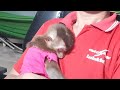 Monkey Happy Hugging Dad To Sleep|When Dad Was Still Working