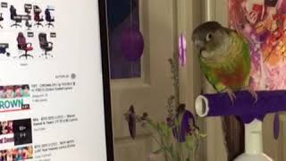My bird likes BTS