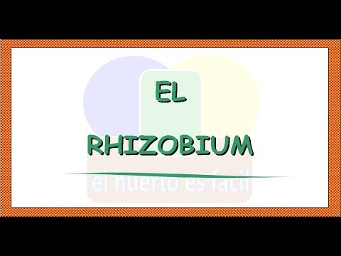 Vídeo: ¿Ya Llegamos? El Largo Camino Hacia El Desarrollo De Asociaciones Simbióticas Eficientes Entre Bacterias Fijadoras De Nitrógeno Y Cultivos No Leguminosos