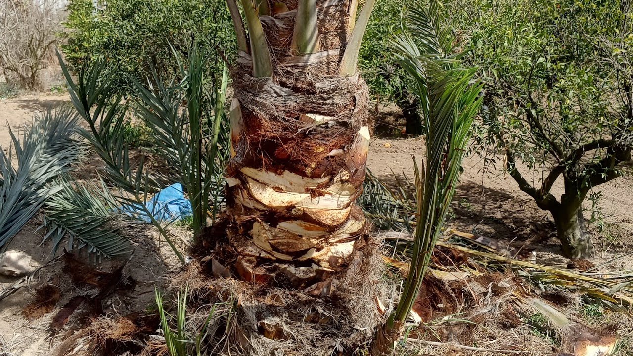 طريقه تنظيف النخل🌴