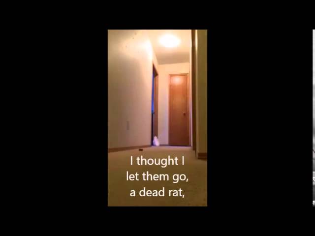 Cockatoo running around yelling absolute nonsense (subtitles) adlı videoyu YouTube'da izle Cockatoo running around yelling absolute nonsense (subtitles) adlı videoyu YouTube'da izle
