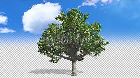 Growing Pear Tree | Motion Graphics - Envato elements