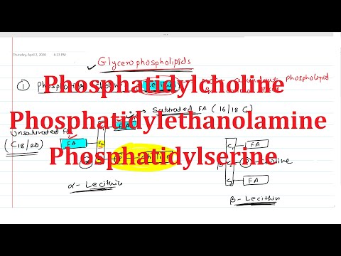 19. Phosphatidylcholine (Lecithin), Phosphatidylethanolamine (Cephalin), Phosphatidylserine