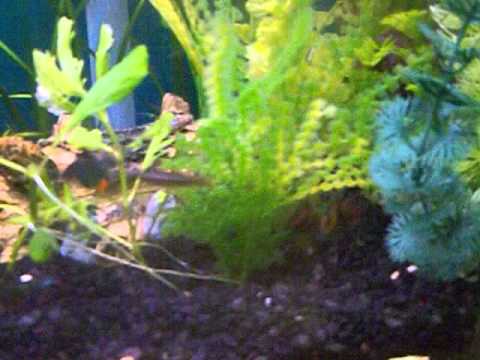 1 3 14 fish ided