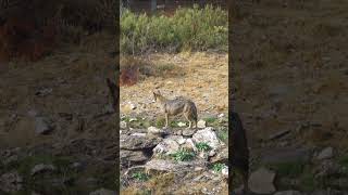 Curtometragem 9 O lobo