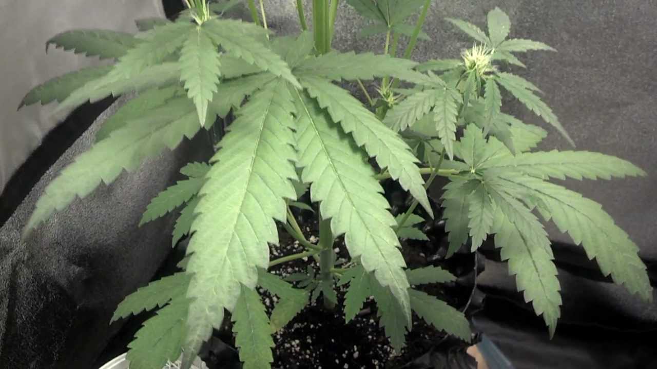 Day 28 - Strawberry cough - Merry Christmas 2012