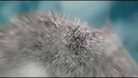 Earth Zoom Video Copilot test