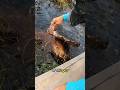 Feeding Gators рџђЉ In The Bayou Alligator Alligators Gators Feeding Gators рџђЉ In The Bayou Alligator Alligators Gators
