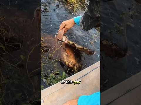 Feeding Gators 🐊