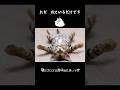 【ネコのゴロゴロ音】　体に良い周波数　#catpurringsound #cat