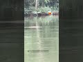 Cascavel é flagrada atravessando rio e surpreende com habilidade na água