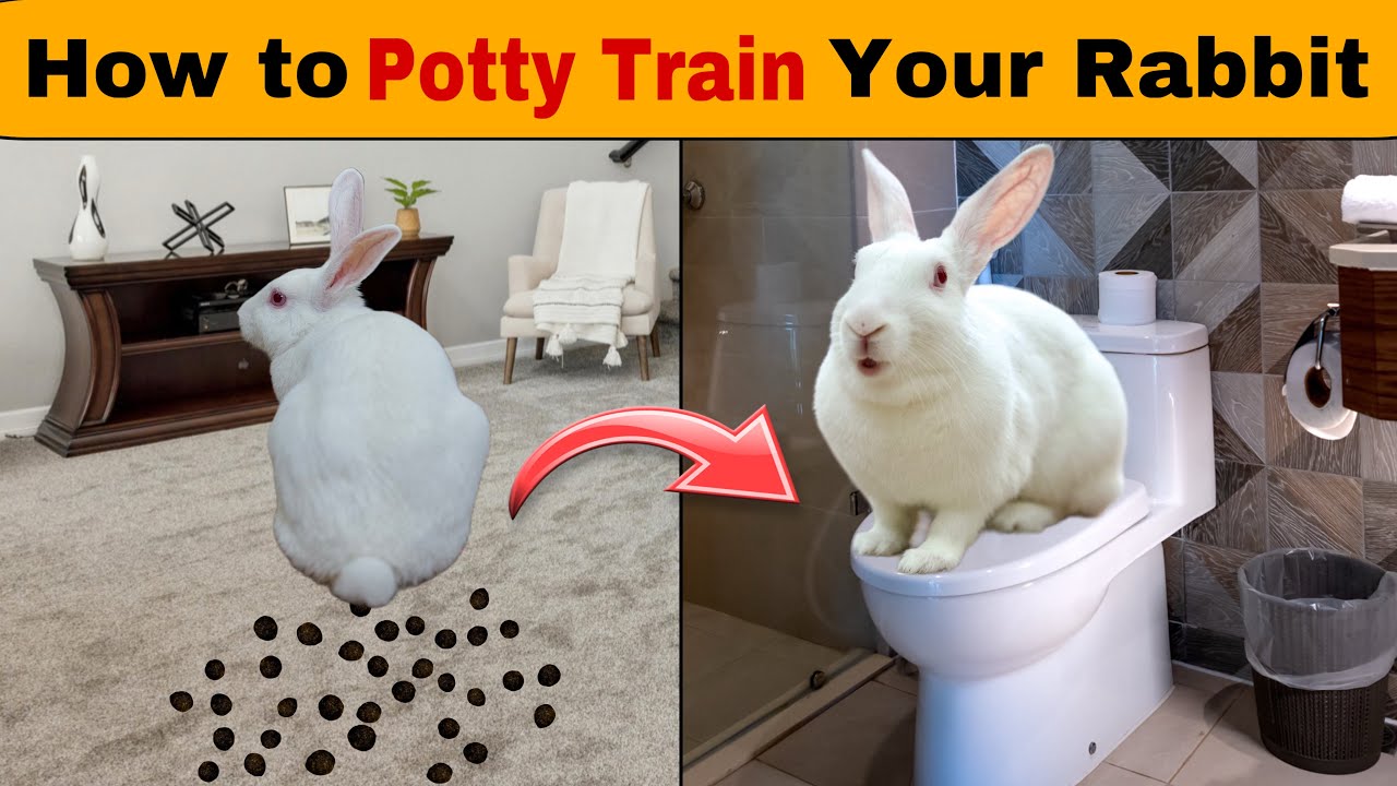 How to Potty Train your Rabbit | Khargosh ko Potty Train kaise kare