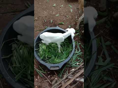Baby lamb received