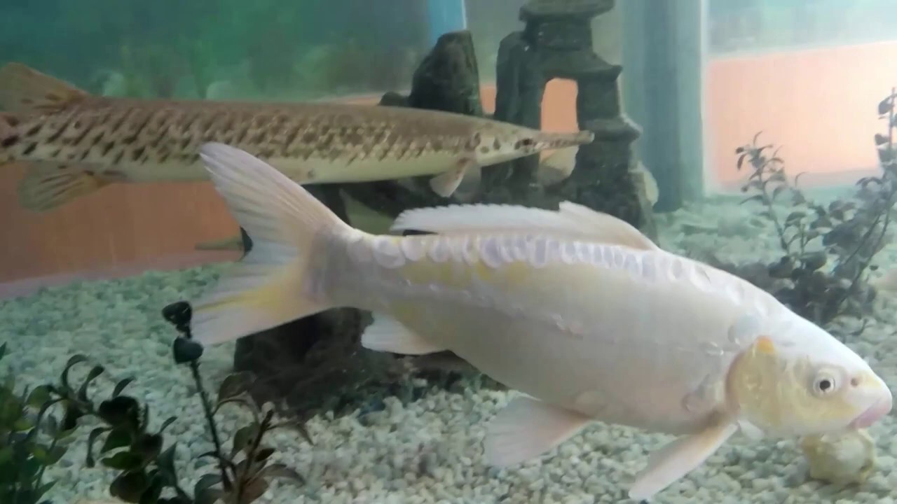 Aquarium fishing video YouTube