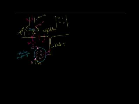 Vidéo: Pourquoi le calcium est-il libéré du réticulum sarcoplasmique ?